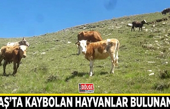 Gevaş’ta kaybolan hayvanlar bulunamadı