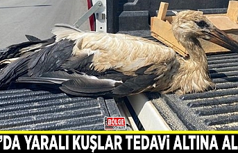 Van’da yaralı kuşlar tedavi altına alındı