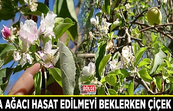 Elma ağacı hasat edilmeyi beklerken çiçek açtı