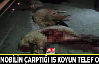 Otomobilin çarptığı 15 koyun telef oldu