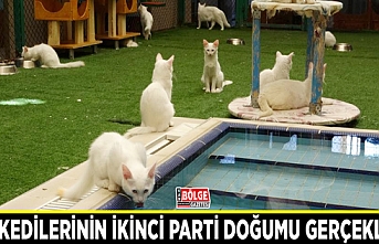 Van kedilerinin ikinci parti doğumu gerçekleşti