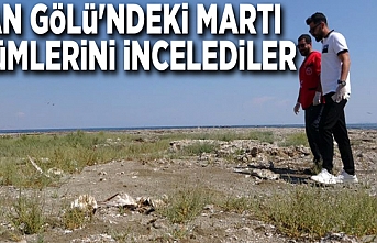 Van Gölü'ndeki martı ölümlerini incelediler