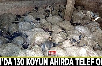 Van’da 130 koyun ahırda telef oldu