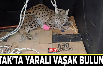 Çatak'ta yaralı vaşak bulundu