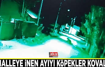 Mahalleye inen ayıyı köpekler kovaladı