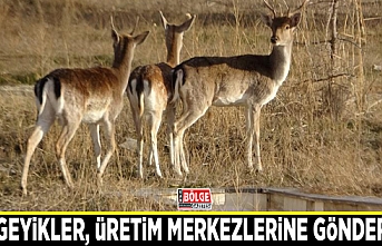 Alageyikler, üretim merkezlerine gönderildi