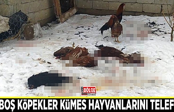 Başıboş köpekler kümes hayvanlarını telef etti