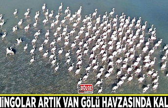 Flamingolar artık Van Gölü havzasında kalıyor