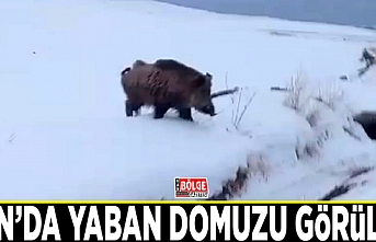 Van’da yaban domuzu görüldü