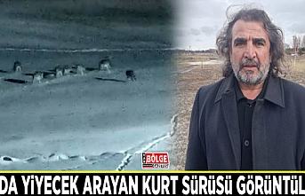 Van’da yiyecek arayan kurt sürüsü görüntülendi