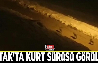 Çatak'ta kurt sürüsü görüldü