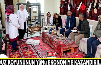 Norduz Koyununun yünü ekonomiye kazandırılacak