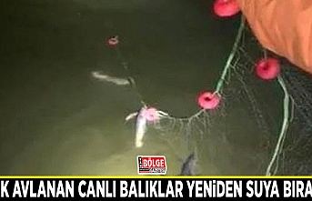 Kaçak avlanan canlı balıklar yeniden suya bırakıldı