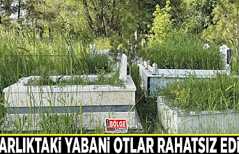 Mezarlıktaki yabani otlar rahatsız ediyor