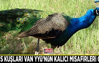 Tavus kuşları Van YYÜ’nün kalıcı misafirleri oldu