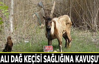 Yaralı dağ keçisi sağlığına kavuşuyor