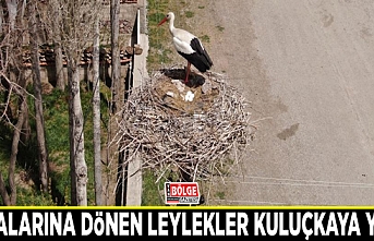 Yuvalarına dönen leylekler kuluçkaya yattı