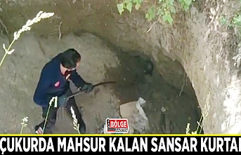 Dev çukurda mahsur kalan sansar kurtarıldı