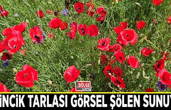 Gelincik tarlası görsel şölen sunuyor