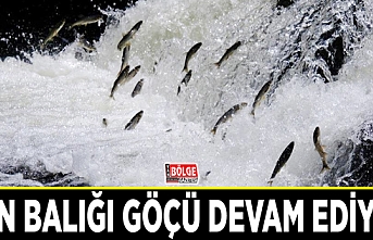 Van Balığı göçü devam ediyor