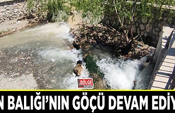 Van Balığı’nın göçü devam ediyor