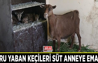 Yavru yaban keçileri süt anneye emanet