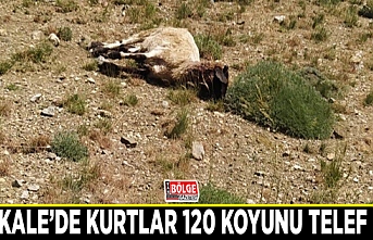 Başkale’de kurtlar 120 koyunu telef etti