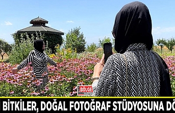 Tıbbi bitkiler, doğal fotoğraf stüdyosuna döndü