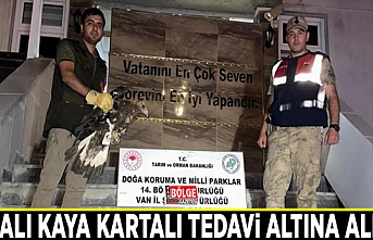 Yaralı Kaya Kartalı tedavi altına alındı