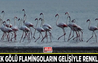 Erçek Gölü flamingoların gelişiyle renklendi