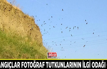 Kırlangıçlar fotoğraf tutkunlarının ilgi odağı oldu