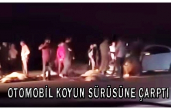 Otomobil koyun sürüsüne çarptı: 21 koyun telef oldu