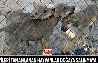 Tedavileri tamamlanan hayvanlar doğaya salınmaya hazır