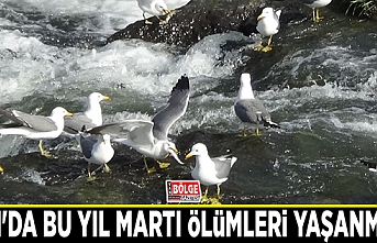 Van'da bu yıl martı ölümleri yaşanmadı