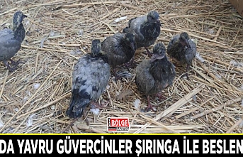 Van’da yavru güvercinler şırınga ile besleniyor