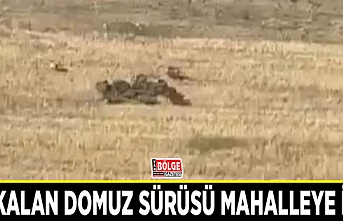 Aç kalan domuz sürüsü mahalleye indi