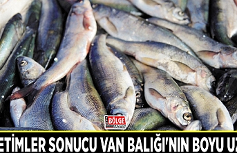 Denetimler sonucu Van Balığı'nın boyu uzadı