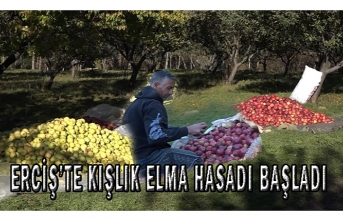 Erciş'teki çiftçiler kışlık elma hasadına başladı