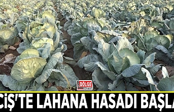 Erciş'te lahana hasadı başladı