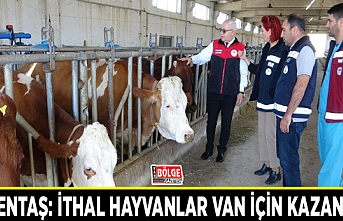 Görentaş: İthal hayvanlar Van için kazançtır