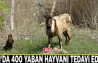 Van'da 400 yaban hayvanı tedavi edildi