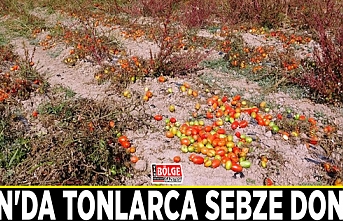 Van'da tonlarca sebze dondu