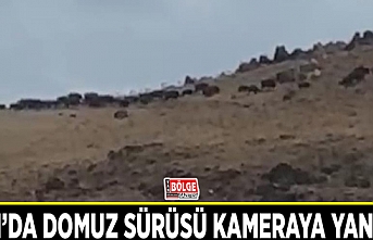 Van’da domuz sürüsü kameraya yansıdı