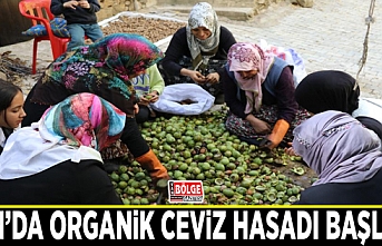 Van’da organik ceviz hasadı başladı