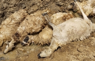 Başkale'de 28 koyun ölüme atladı