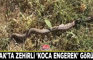 Çatak'ta zehirli 'koca engerek' görüldü