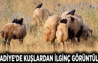 Kuşlardan ilginç görüntüler...