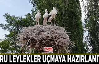 Yavru leylekler uçmaya hazırlanıyor