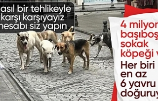 Yumaklı, başıboş sokak köpeği tehlikesini anlattı