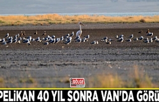 Ak Pelikan 40 yıl sonra Van'da görüldü